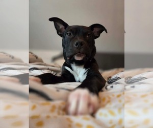 American Bulldog-Unknown Mix Dogs for adoption in Oro Medonte, Ontario, Canada