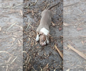 American Bully Puppy for sale in FT LAUDERDALE, FL, USA