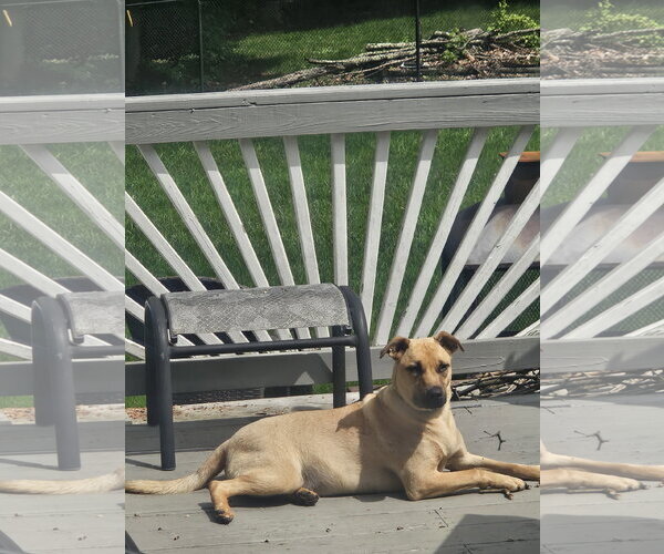Medium Photo #6 Black Mouth Cur-Unknown Mix Puppy For Sale in Rockaway, NJ, USA