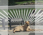Small #5 Black Mouth Cur Mix