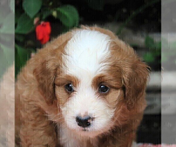 Medium Photo #2 Bernedoodle-Poodle (Miniature) Mix Puppy For Sale in EAST EARL, PA, USA