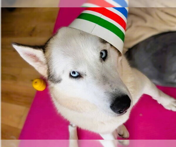 Medium Photo #2 Siberian Husky Puppy For Sale in Redwood City, CA, USA