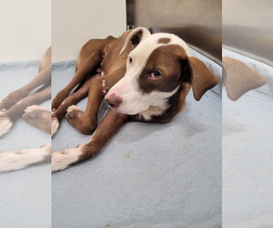 American Pit Bull Terrier-American Staffordshire Terrier Mix Dogs for adoption in Oakhurst, NJ, USA