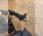 Small #2 Labrador Retriever Mix