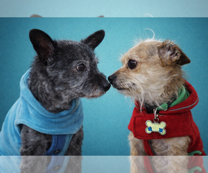 Barry - Male Cairn Terrier-Unknown Mix Dog for Adoption - Photo #5