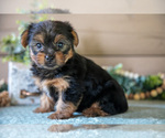 Puppy Flynn Yorkshire Terrier
