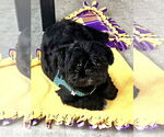 Small #1 Shih Tzu