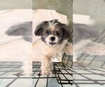 Small #2 Shih Tzu