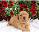 Puppy Buster Golden Retriever