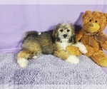 Puppy Portia Bernedoodle (Miniature)