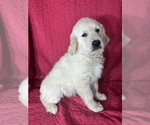 Small #2 English Cream Golden Retriever