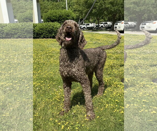 Medium Photo #1 Poodle (Standard) Puppy For Sale in Virginia Beach, VA, USA