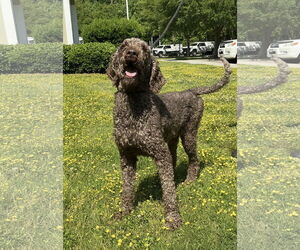 Poodle (Standard) Dogs for adoption in Virginia Beach, VA, USA