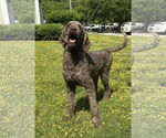 Small Poodle (Standard)