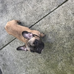 French Bulldog Puppy for sale in ROHNERT PARK, CA, USA