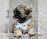 Small Photo #11 Shih Tzu Puppy For Sale in MANES, MO, USA