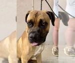 Small #3 Mastiff
