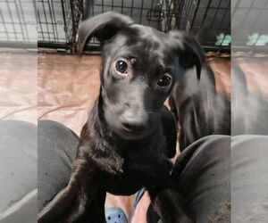 Border Collie-Unknown Mix Dogs for adoption in Aurora, IN, USA