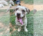 Small Photo #13 Mutt Puppy For Sale in Meridian, MS, USA