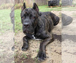 Puppy 2 Cane Corso