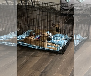 Malinois Puppy for sale in BEAR, DE, USA