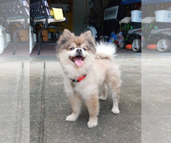Medium Photo #3 Pomeranian Puppy For Sale in Arlington, VA, USA