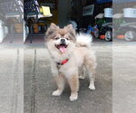 Small #2 Pomeranian