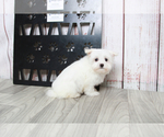 Small Photo #3 Maltese Puppy For Sale in MARIETTA, GA, USA