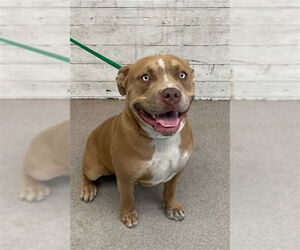 Mutt Dogs for adoption in San Bernardino, CA, USA