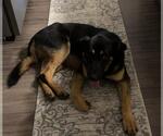 Small German Shepherd Dog
