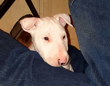 Medium Photo #1 Bull Terrier Puppy For Sale in DOWLING PARK, FL, USA
