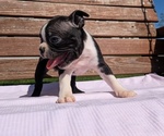 Small #1 Boston Terrier