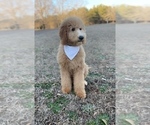 Small Goldendoodle