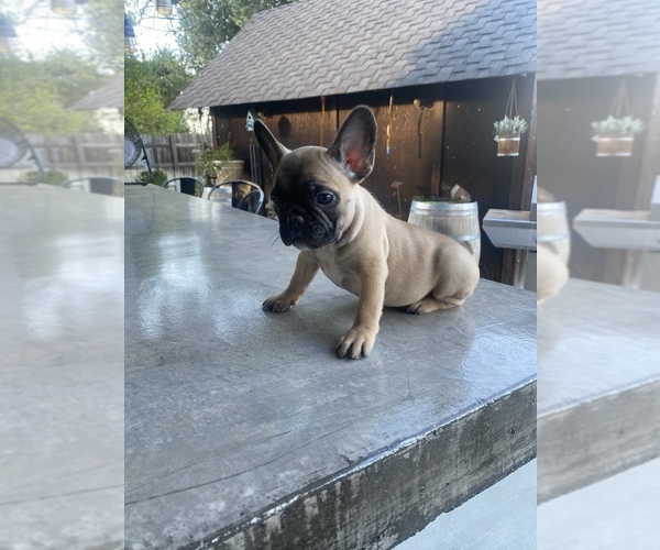 Medium Photo #3 French Bulldog Puppy For Sale in LEMOORE, CA, USA