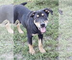 Small #2 Rottweiler Mix