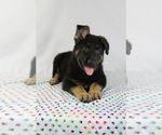Small Photo #6 German Shepherd Dog Puppy For Sale in DUENWEG, MO, USA