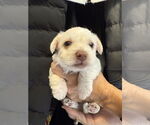 Small Chihuahua