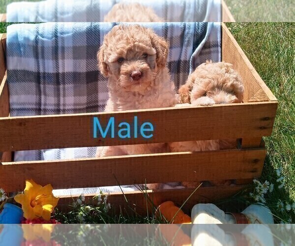 Medium Photo #2 Goldendoodle-Poodle (Miniature) Mix Puppy For Sale in NORTH LIBERTY, IN, USA