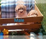 Small Photo #2 Goldendoodle-Poodle (Miniature) Mix Puppy For Sale in NORTH LIBERTY, IN, USA