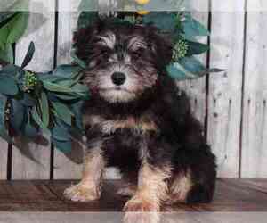 Schnoodle (Miniature) Puppy for sale in MOUNT VERNON, OH, USA