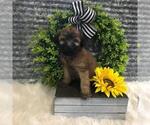 Small Photo #2 Soft Coated Wheaten Terrier Puppy For Sale in RICHMOND, IL, USA