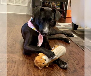 Celeste - Female Mutt Dog for Adoption - Photo #9