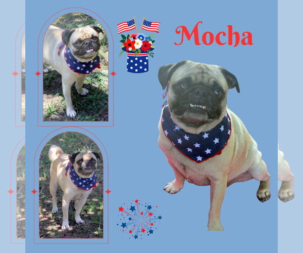 Medium Photo #1 Pug Puppy For Sale in Lindsay, CA, USA