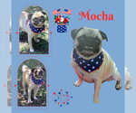 Small Pug