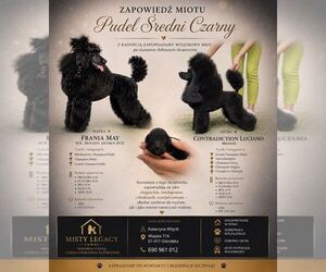 Poodle (Miniature) Puppy for sale in Ostroleka, Mazovia, Poland