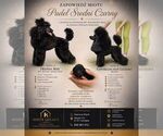Small Poodle (Miniature)