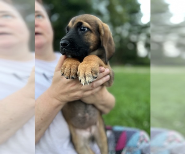 Medium Photo #13 Mastiff-Saint Bernard Mix Puppy For Sale in KIMBOLTON, OH, USA