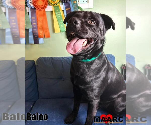 Medium Photo #4 Labrottie Puppy For Sale in Maryville, TN, USA