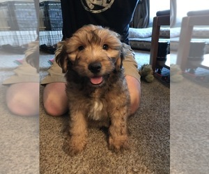 Aussiedoodle Miniature  Puppy for sale in DALLAS, OR, USA