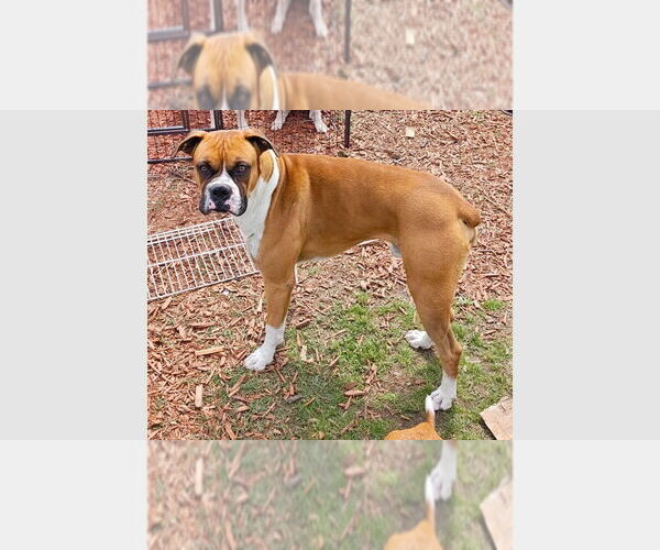 Medium Photo #3 Boxer Puppy For Sale in Austin, TX, USA